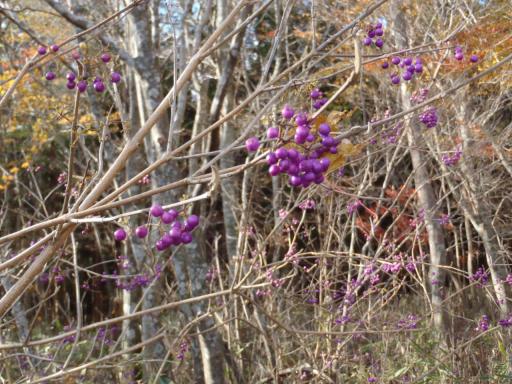2011-11-20 ムラサキシキブの実