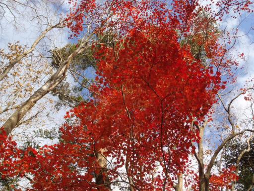 2011-11-20 紅葉の競演だ！