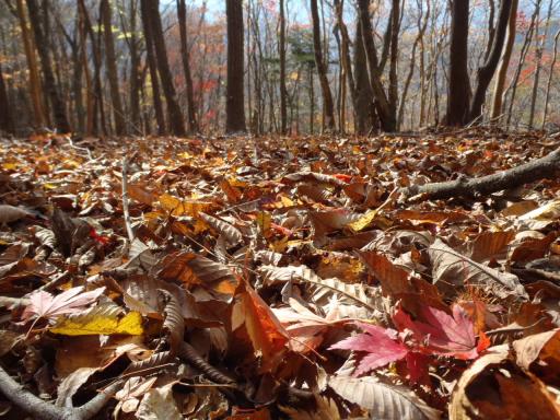 2011-11-20　落ち葉のじゅうたん