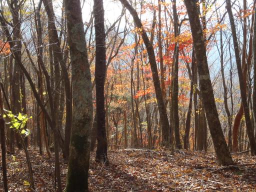 2011-11-20 晩秋の柔らかな陽射しに魅入る