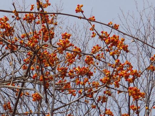 2011-11-27  ツルウメモドキ