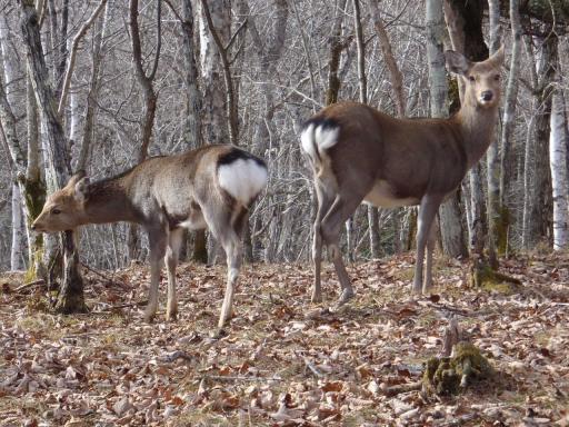 2011-11-27  ニホンジカの親子