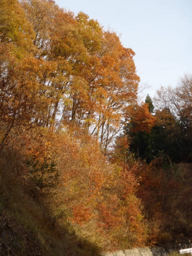 2011-11-27  今、山麓の紅葉がきれいだ！