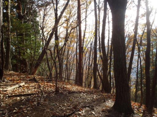 2011-11-27  木洩れ日が射すミズナラの林