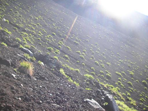 2011-07-02 緑が美しいオンタデ