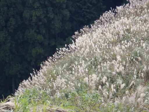 2011-11-26 ススキの穂がなびく