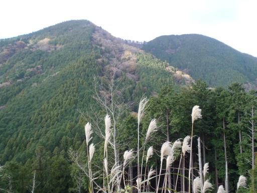 2011-11-26 　鉄塔コースから仰ぐ文珠岳と薬師岳