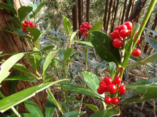 2011-11-26 ミヤマシキミ