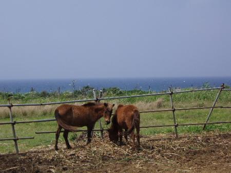 miyakojima