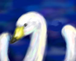 白鳥