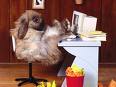 working　rabbit