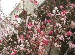 お花２