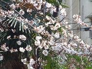 今年の桜