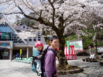 清滝駅の桜！