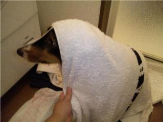 ほっかむり＠イヴ