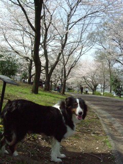遠くに～桜～…