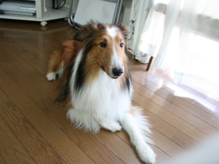 つるふわカイくん