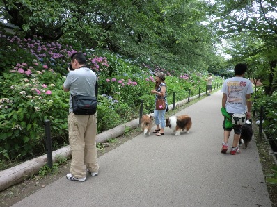 あじさいの散歩道