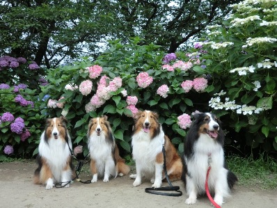 あじさい記念写真