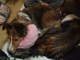 プリンちゃんとあるて