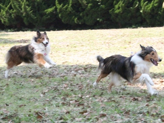 走る走るある＆プーちゃん