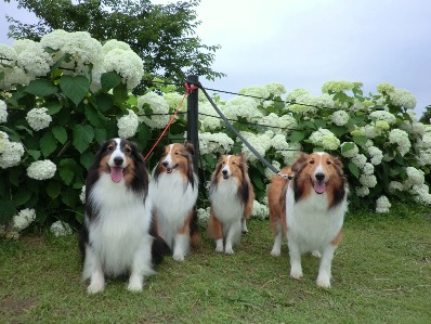 あじさい記念写真２