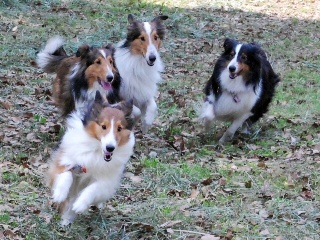 プーちゃんと遊ぶです。走るです。