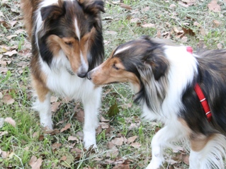 じゅんとあるて