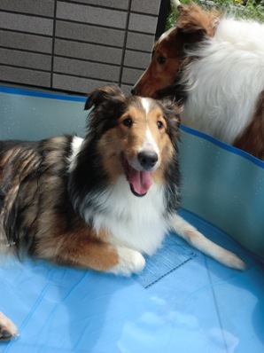 お水でゴローン