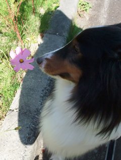 イヴとコスモス