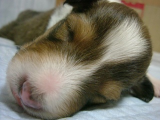 １１月１２日 アーリアちゃん