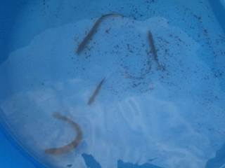 どじょうが捕れた