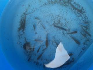 いっぱい捕れた～