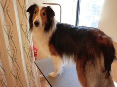 バロンくんすってんてんてん