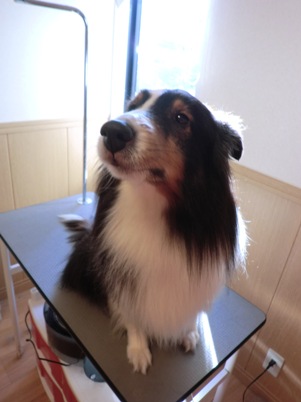 どや顔イヴさん