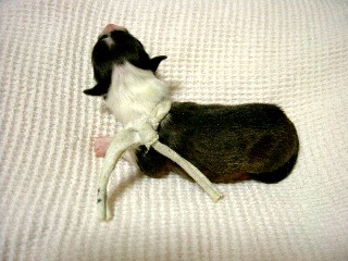 赤ちゃん♀１３０ｇ