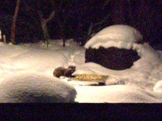 子ダヌキぽんぽこぽん
