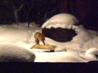 キツネさんコンコン