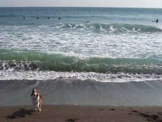 嬉しそうに走るバロンくん