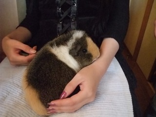 さくや姫ちゃま