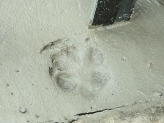 リベンジ！カイ君の足跡ハッキリ