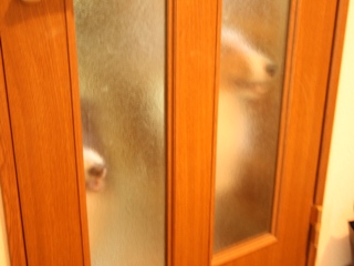 おかーちゃんどこー？