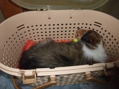 ちょっと一寝。。