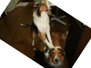 踏んでるって。。