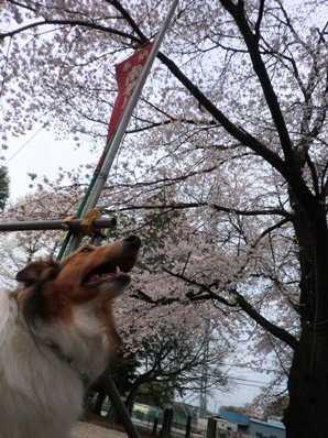 sakura kai