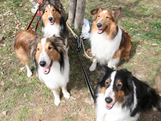 おすましわんず