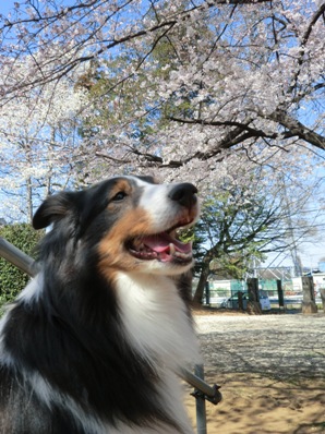sakura EvE