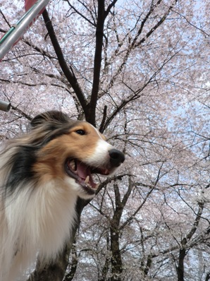 sakura baron