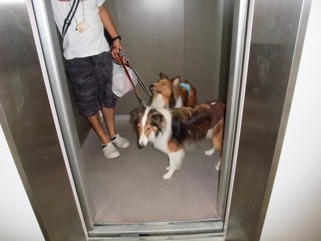 初エレベーター