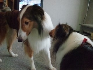 おじゃましまーす